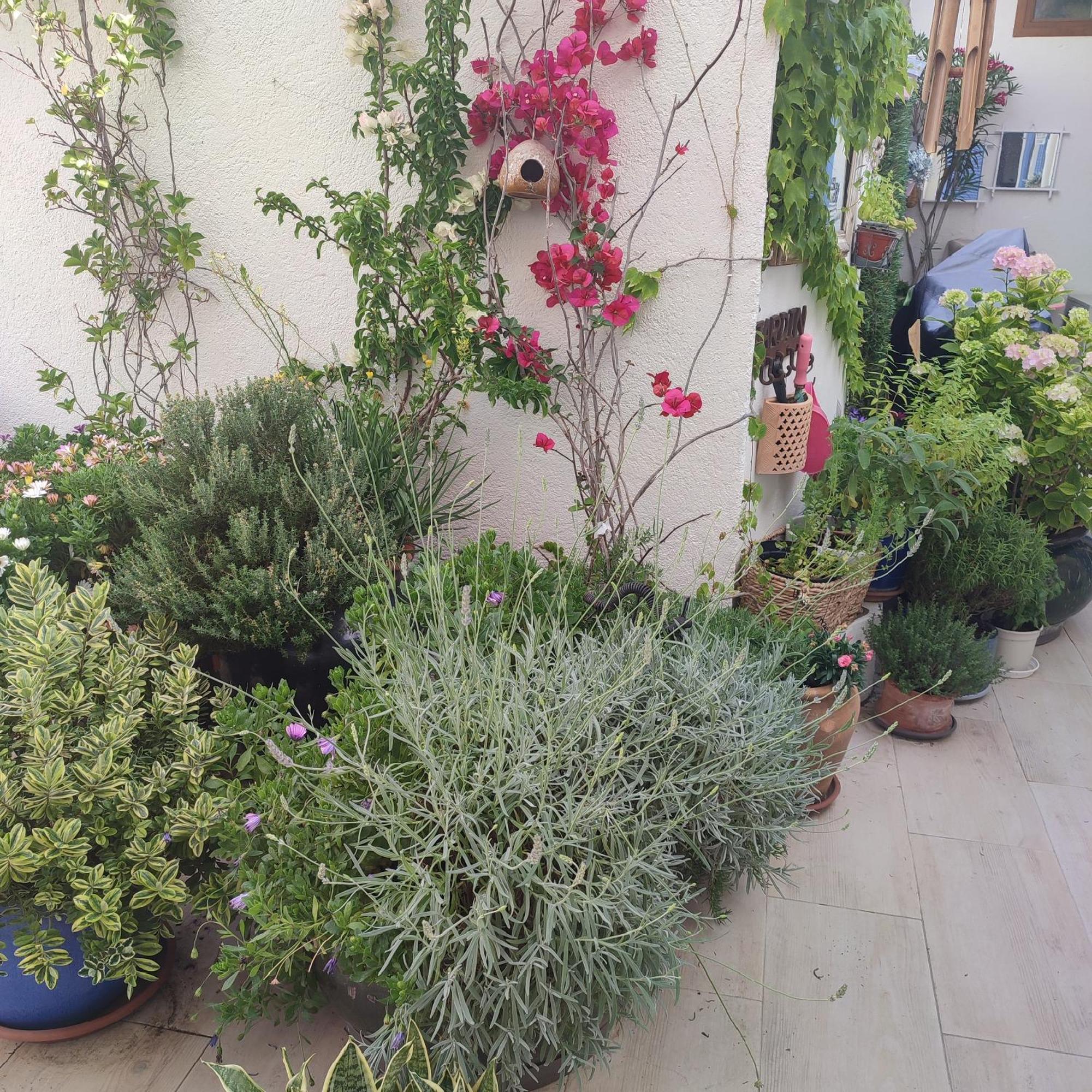 Appartement Maison Juan les Pins, plages, charme à Antibes Extérieur photo